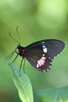 A macro shot of a Central American Cattleheart Butterfly (Parides iphidamas) on a leaf with room for copy space.