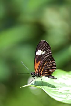 A macro shot of a Small Postman Butterfly (Heliconius erato reductimaculata) on a leaf with lots of room for copy space. These butterflies come from the country of Ecuador.