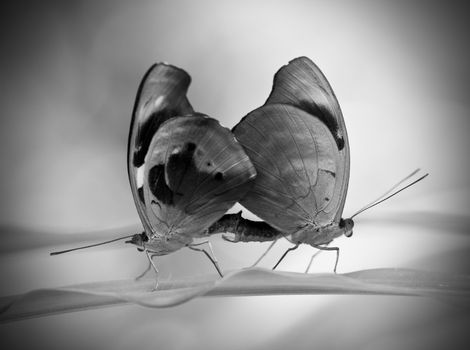 A pair of mating butterflies in grayscale