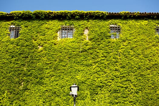 Facade of St. Giusto castle covered with green ivy, Trieste - Italy