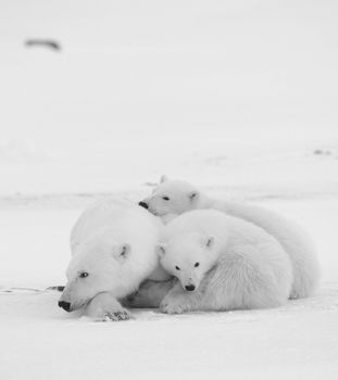 Polar she-bear with cubs. The polar she-bear  with two kids on snow-covered coast.