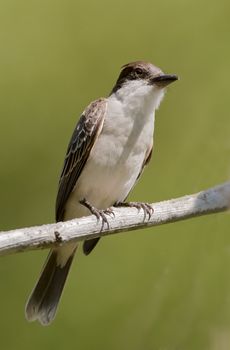 The Cuban Peewee or Crescent-eyed Pewee (Contopus caribaeus) is a species of bird in the Tyrannidae family.