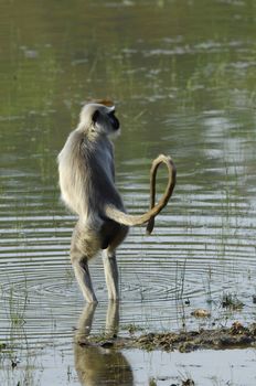 Hanuman Langur Semnopithecus entellus in water