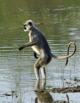 Hanuman Langur Semnopithecus entellus in water