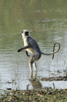 Hanuman Langur Semnopithecus entellus in water