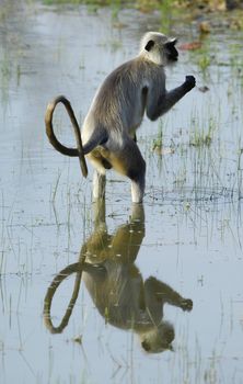 Hanuman Langur Semnopithecus entellus in water