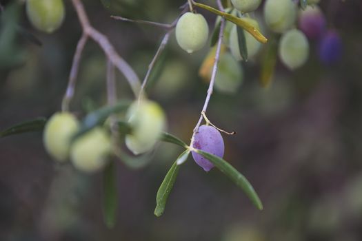 hese are some beautiful olives and branches,show the variety  and difference in color of the olives