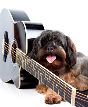 Musical instrument. Small doggie. Decorative thoroughbred dog. Puppy of the Petersburg orchid. Shaggy doggie. Decorative doggie and guitar.