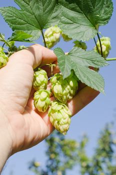 green hops in hand