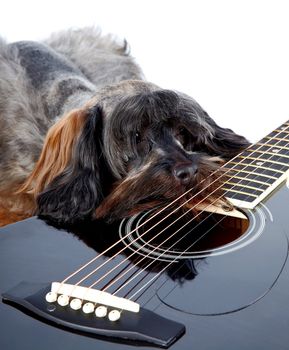 Musical instrument. Small doggie. Decorative thoroughbred dog. Puppy of the Petersburg orchid. Shaggy doggie. Decorative doggie and guitar.
