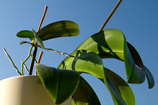 Regular Keikis on Phalaenopsis mother plant, asexually reproduced