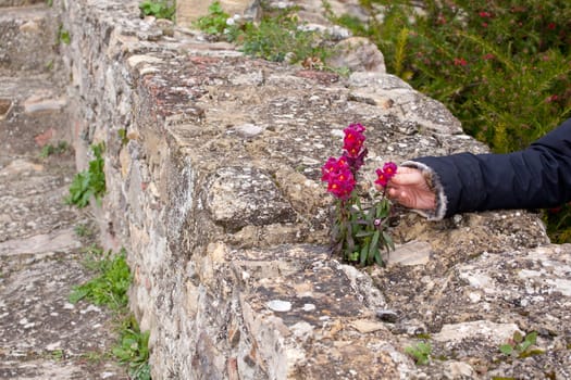 Woman take a pink flower