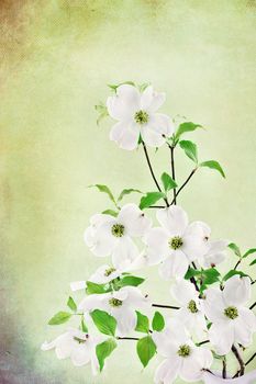 Textured image of a bouquet of white Dogwood blossoms.