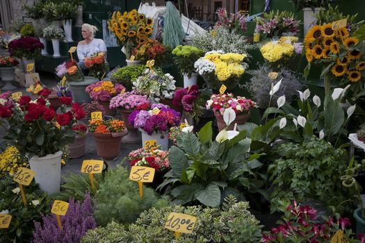 FLOWERS FOR SALE, ROME, ITALY - SEPTEMBER 27, 2011: Florist waitng for customers at Campo de Fiori on a hot market day.