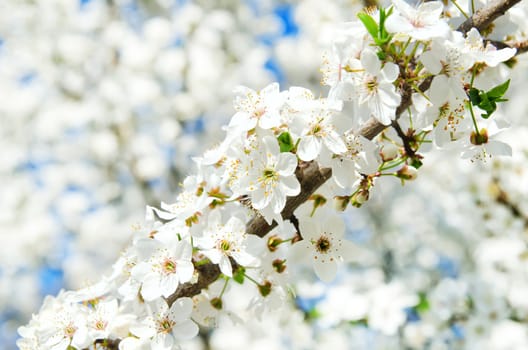 branch with white blossom