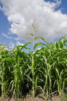 beautiful green maize field
