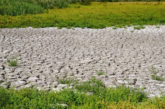 green grass around drought land