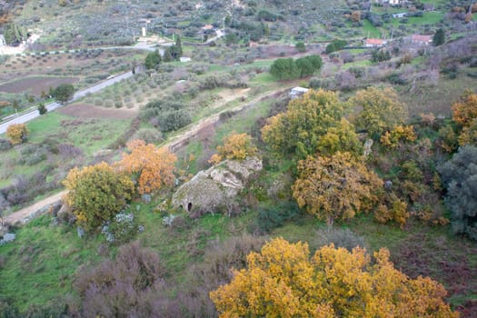 Trees on woods, Sperlinga - Italy