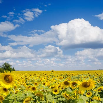 sunflower field under cloudy sky