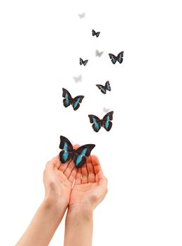 Hands holding a butterfly isolated on white background. 