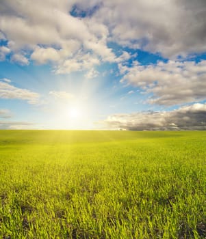 sun over green field