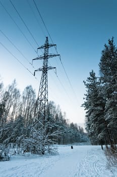 Power lines, standing in beautyful and snowy wood
