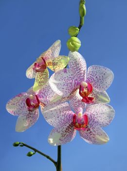 white with red dots orchid on a blue background