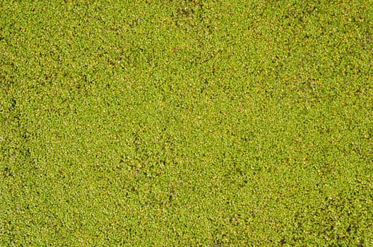 duckweed as good background