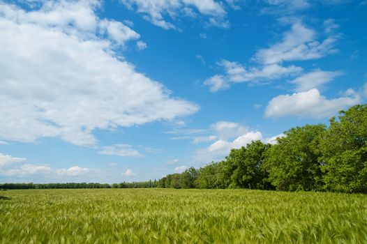 field of green wheat near wood