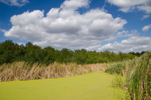 green swamp and reeds under cloudy sky