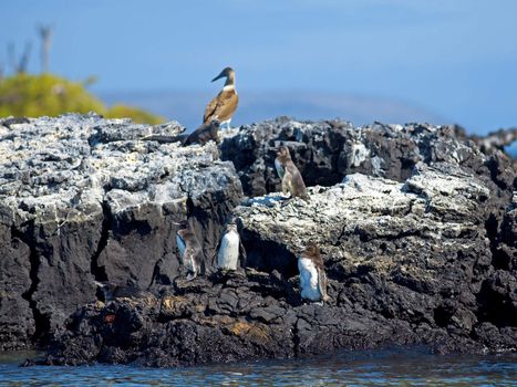 Galapagos Penguins looking around at Isabela, Galapagos