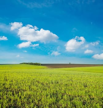 agricultural green field