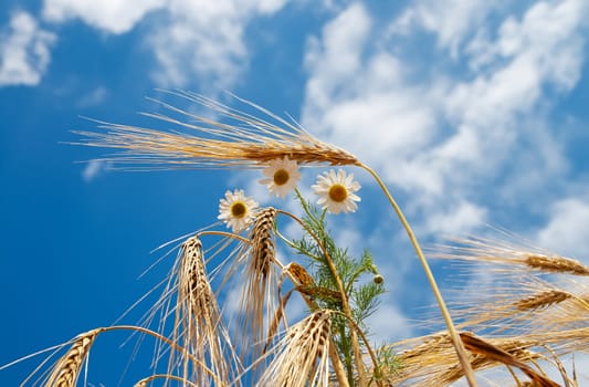 wheat with daisy under cloudy sky