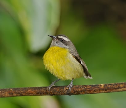 Bananaquit resting after feeding, Monteverde Area, Costa Rica.