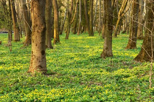 Park in spring season. A lot of wild yellow flowers blossoming under the trees