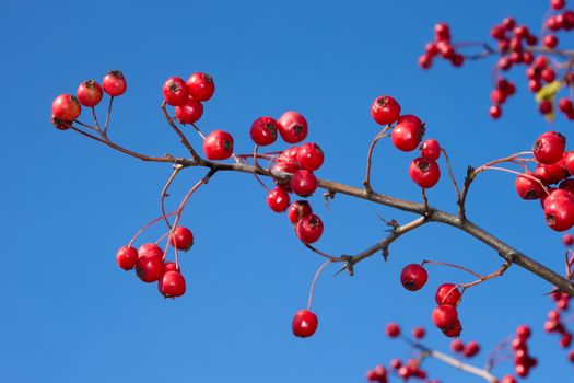 Sprig of hawthorn with a red ripe berries against a blue sky. Latin name: Crataegus monogyna, family: Rosaceae