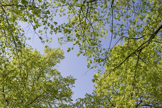 Fresh green leaves on a warm day at springtime - Denmark.