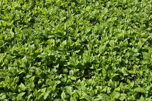 Background from live jasmine (Philadelphus coronarius) leaves