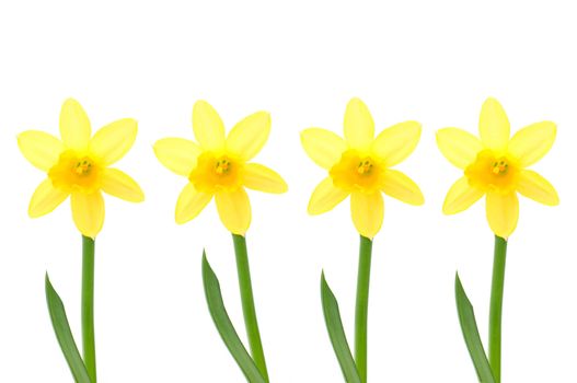 Spring daffodils isolated against white