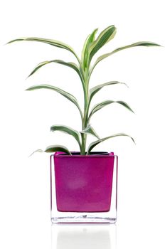Houseplant in glass pot isolated on white background.