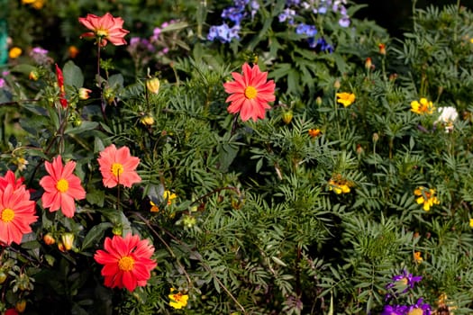 Red and yellow flowers in the grass
