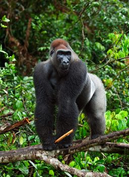 Silverback - adult male of a gorilla. Western Lowland Gorilla.