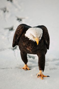 The bald eagle goes on snow, leaving traces.