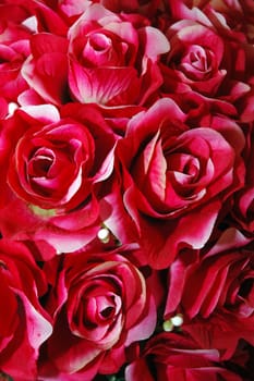 red rose background