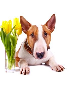 English bull terrier. Thoroughbred dog. Canine friend. Red dog. Portrait of a dog. Dog with tulips. Portrait of a dog with flowers.