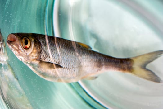 Fish dead roech side swimming bubble - industrial pollution