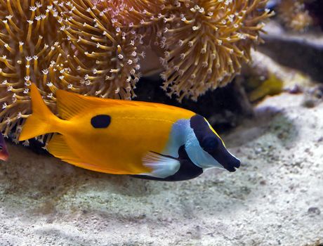 color beauty fish life in sea