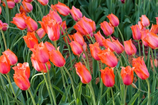 Tulips spring bed flower background