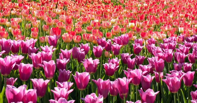 flower tulips purple and red spring bed