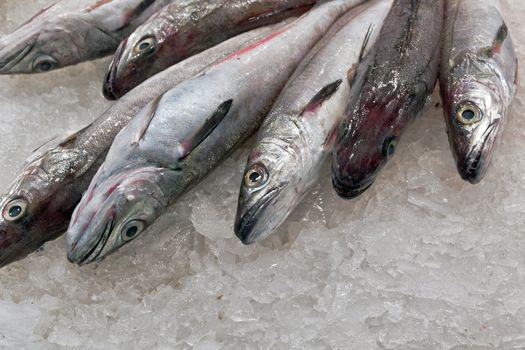 fresh fish in ice at the market, Barcelona, Spain